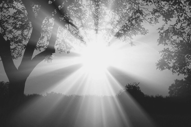 sunlight through tree